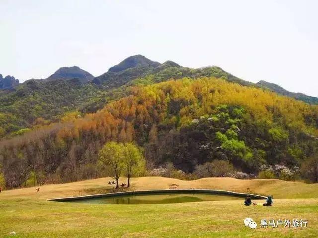 逃离变色龙森林